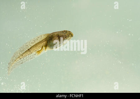 Grande girino di rana comune (Rana temporaria), che mostra lo sviluppo di schiena gambe, nuoto subacqueo, Bentley, Suffolk, Maggio 2009 Foto Stock