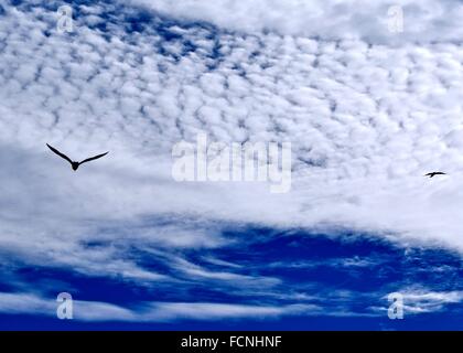 Due gabbiani in volo attraverso un profondo cielo blu con nuvole bianche. Foto Stock