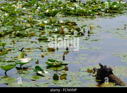 Snapping comune turtle seduta sul log in uno stagno coperto con ninfee. Foto Stock