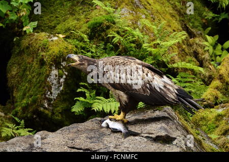 Aquila immaturi mangiare salmone su roccia. Sullo sfondo le rocce coperte di muschio e felci in questa foresta di pioggia area. Foto Stock