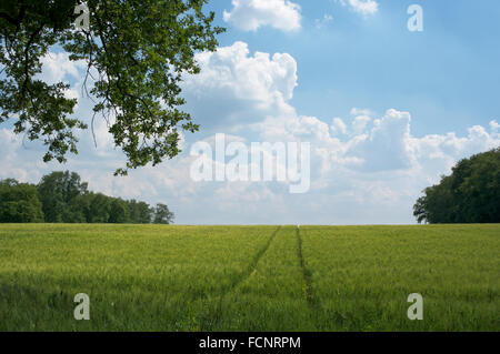 peaceful scenery in the countryside Foto Stock