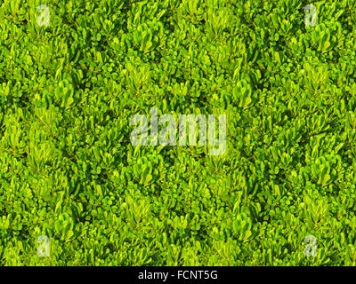 Il verde tropicale, lascia il campo pattern seamless tile Foto Stock