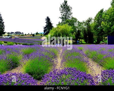 Splendido campo di lavanda in Sequim su luglio,WA Foto Stock