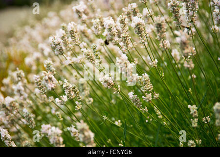 Bee sul bianco lavanda, Sequim Foto Stock