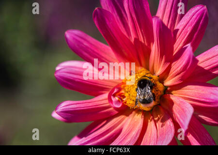 Bumble Bee alimentazione su un Dahlia a West Dean Gardens vicino a Chichester Foto Stock