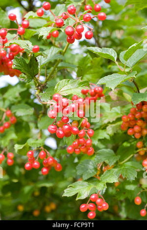 Viburnum opulus bacche. Viburno rose in tarda estate. Foto Stock