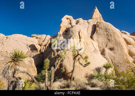 Headstone Rock a Joshua Tree National Park, California Foto Stock