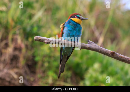 Unione Gruccione (Merops apiaster) Foto Stock