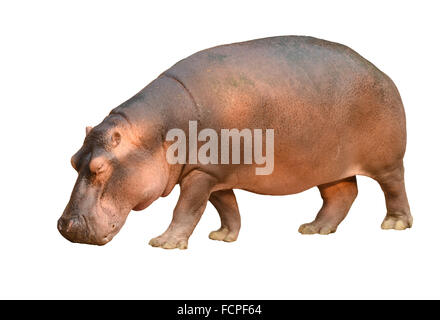 Ippopotamo isolati su sfondo bianco Foto Stock