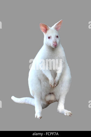 Albino wallaby isolati su sfondo bianco Foto Stock