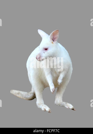 Albino wallaby isolati su sfondo bianco Foto Stock