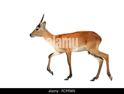 Maschio rosso lechwe isolati su sfondo bianco Foto Stock