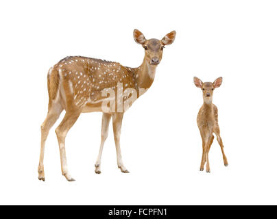 Asse deer isolato Foto Stock