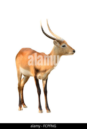 Maschi adulti lechwe rosso isolato su sfondo bianco Foto Stock