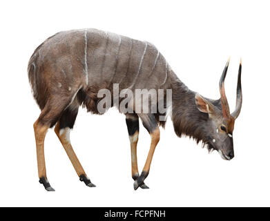 Maschio adulto nyala isolati su sfondo bianco Foto Stock