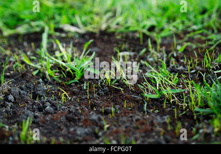 Semi da prato appena seminati con erba germogliata giovane che cresce in primavera Foto Stock