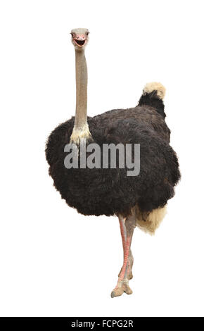 Ostrich isolati su sfondo bianco Foto Stock