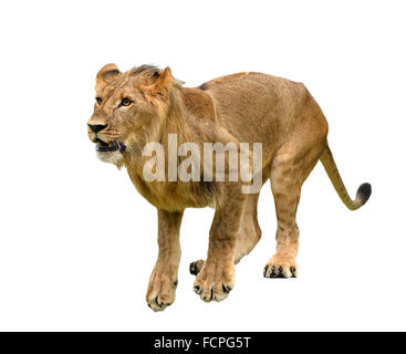Il leoncello isolato su bianco uno sfondo Foto Stock