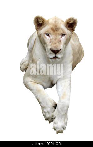 Leone bianco isolato su sfondo bianco Foto Stock