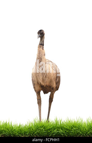 L'emu con erba verde isolato su sfondo bianco Foto Stock