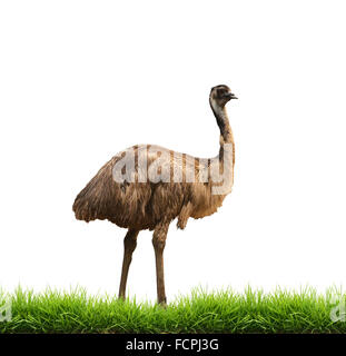 L'emu con erba verde isolato su sfondo bianco Foto Stock