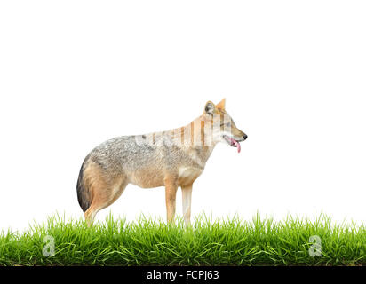 Golden jackal con fresco verde erba isolati su sfondo bianco Foto Stock