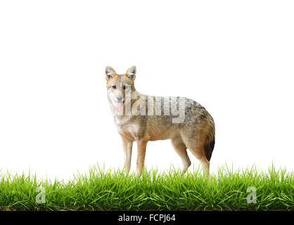 Golden jackal con fresco verde erba isolati su sfondo bianco Foto Stock