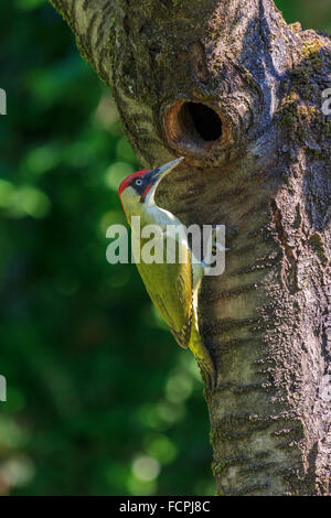 Picchio verde (Picus viridis) Foto Stock