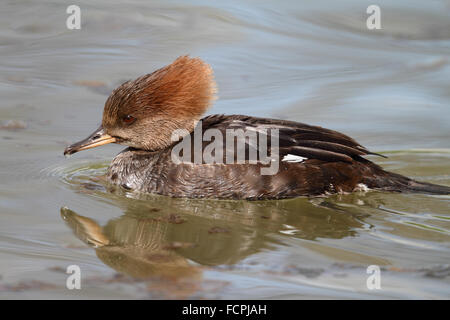 Hooded Merganser femmina (Lophodytes cucullatus) Foto Stock