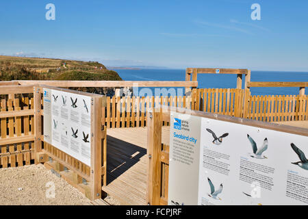 Bempton Cliffs; RSPB punto di visualizzazione Yorkshire; Regno Unito Foto Stock
