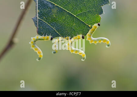 La Betulla Sawfly larve; Cimbex femoratus quattro; mangiare una foglia, Yorkshire; Regno Unito Foto Stock