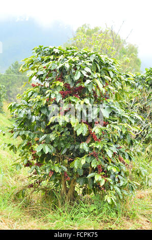 Fresh chicco di caffè su albero Foto Stock