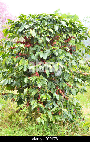 Fresh chicco di caffè su albero Foto Stock