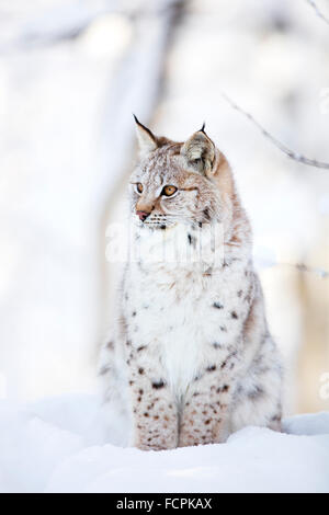 Lynx cub si siede nella neve fredda Foto Stock
