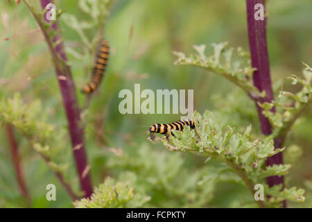 Il cinabro Moth Caterpillar; Tyria jacobaeae due su erba tossica; Cornovaglia; Regno Unito Foto Stock