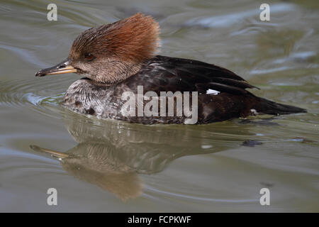 Hooded Merganser femmina (Lophodytes cucullatus) Foto Stock