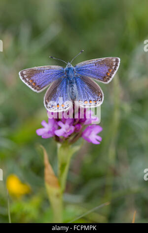 Comune di Blue Butterfly; Polyommatus icarus femmina singolo su Orchide Anglesey, Regno Unito Foto Stock