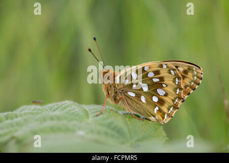 Verde scuro Fritillary Butterfly; Mesoacidalia aglaia singolo sulla foglia, Cumbria, Regno Unito Foto Stock