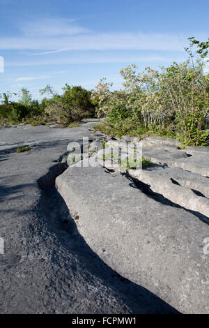 Andatura carriole; pavimentazione di pietra calcarea Riserva Naturale Nazionale Lancashire, Regno Unito Foto Stock