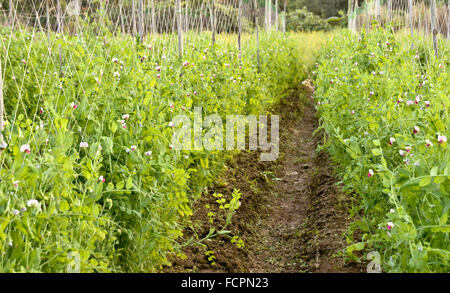 Gargen o pisello Pisum sativum Foto Stock