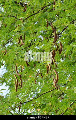 Tamarindo fresco su albero in Thailandia Foto Stock