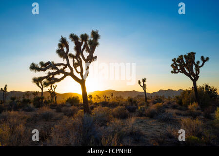 Tramonto a Joshua Tree National Park, California Foto Stock