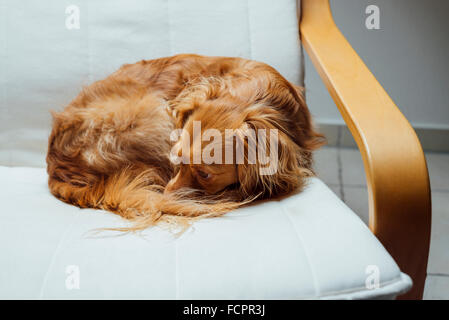 Carino spaniel maschi di razza mista appoggia cane rilassato sulla poltrona a sbalzo guardando nella telecamera Foto Stock