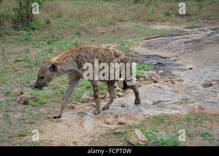 La iena nel Parco Nazionale di Kruger Foto Stock