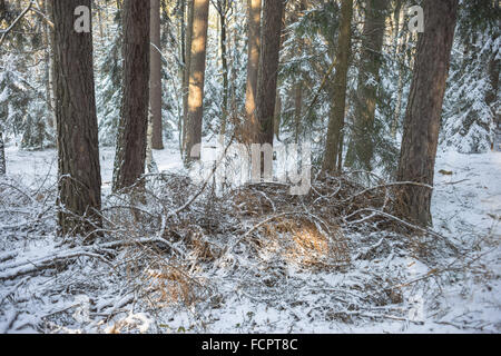 Silent gelida foresta winer coperte di neve Foto Stock