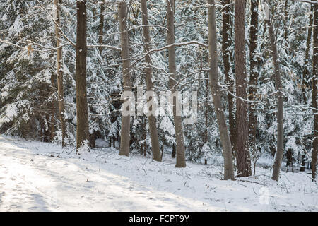 Silent gelida foresta winer coperte di neve Foto Stock