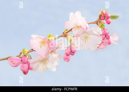 La molla crab apple tree fiori delicati contro il cielo blu. Stock photo with Shallow DOF e soft selettiva di punto di messa a fuoco. Foto Stock