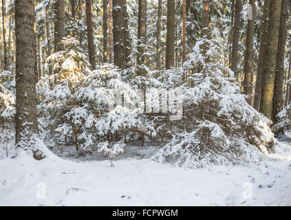 Silent gelida foresta winer coperte di neve Foto Stock