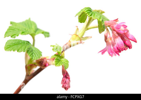 Ribes sanguineum o rosso-fioritura molla ribes sbocciare fiori viola sul ramo Foto Stock