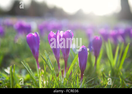 Viola crocus fiori all'aperto in primavera Foto Stock
